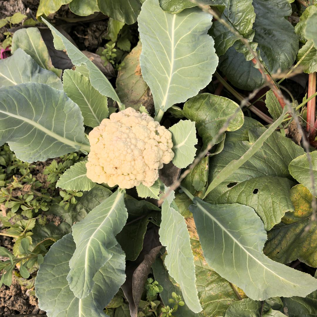 快乐的西兰花
