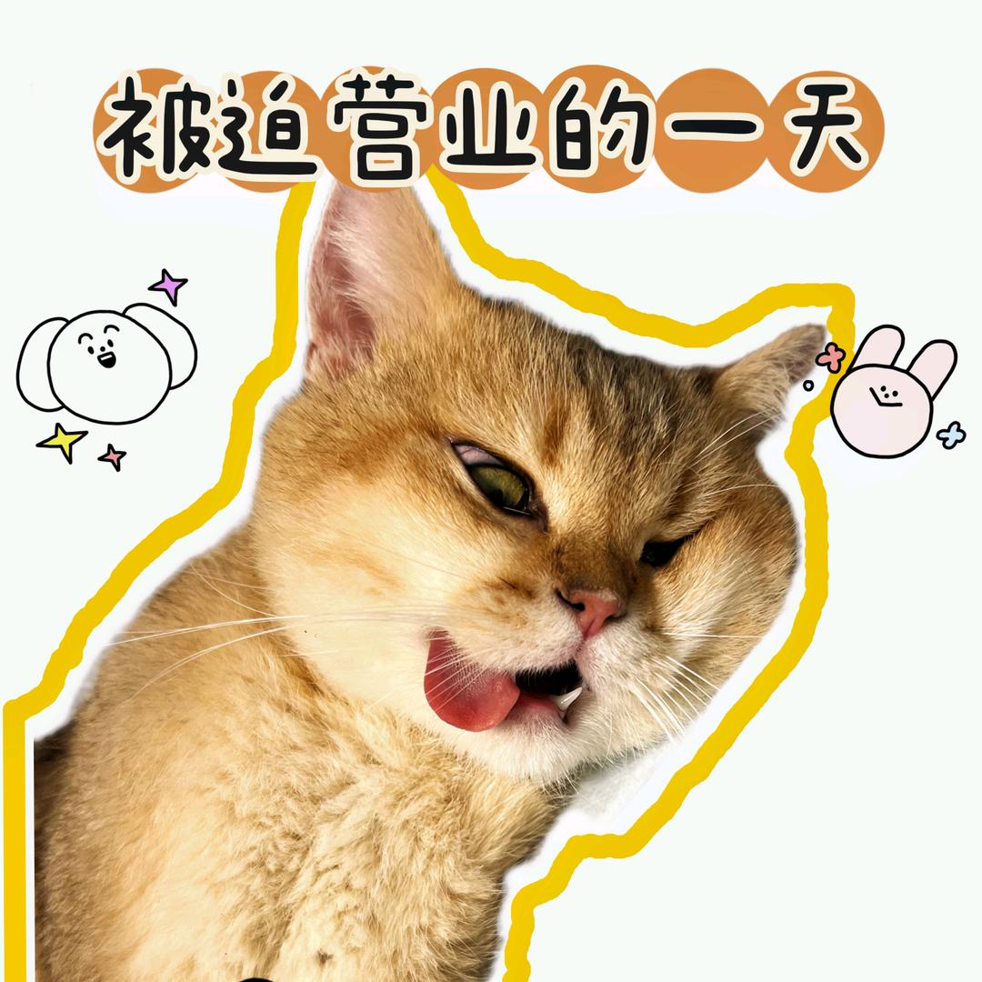 月薪一千八怎么养猫