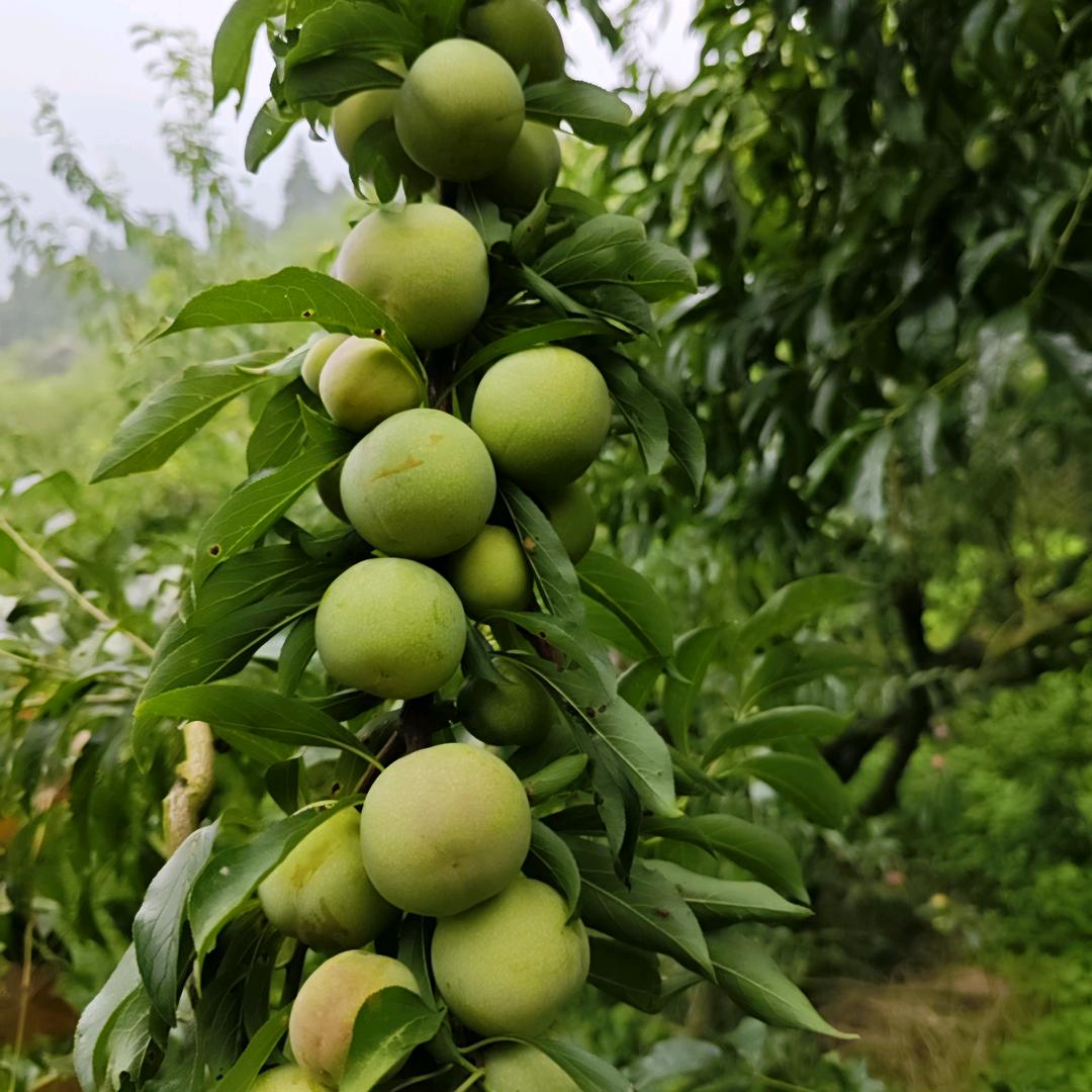 梦想成真~