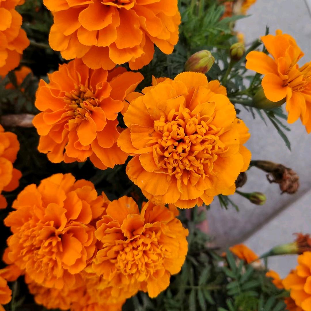 ，顺心