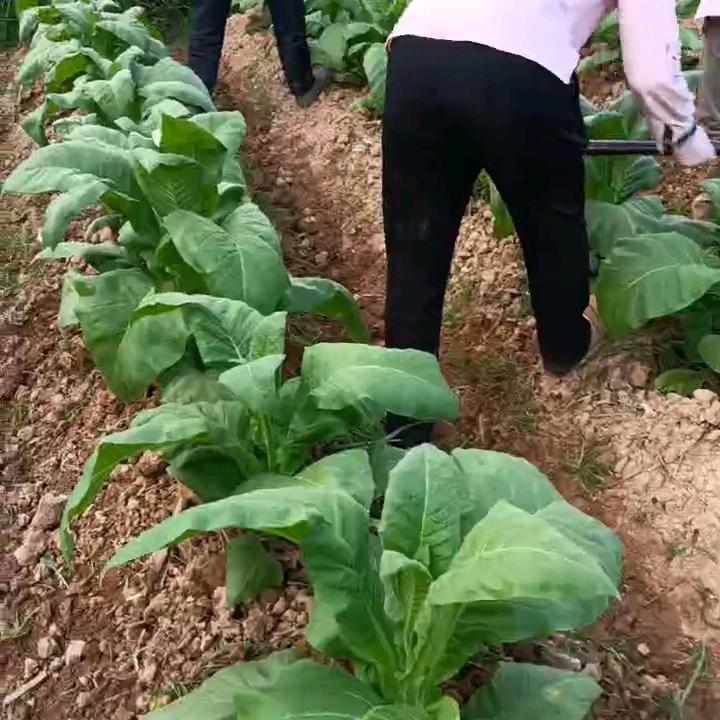 杨会