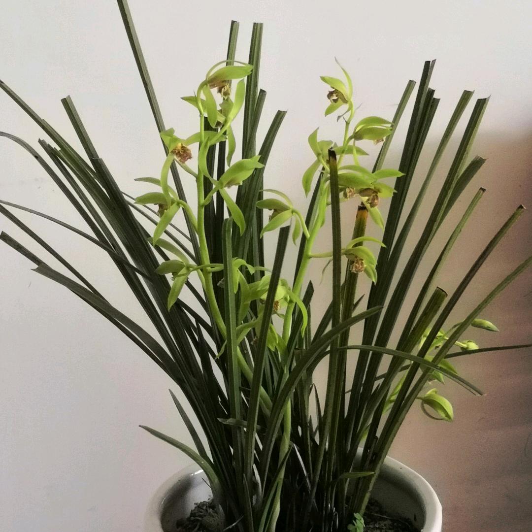 2020115永远的回忆