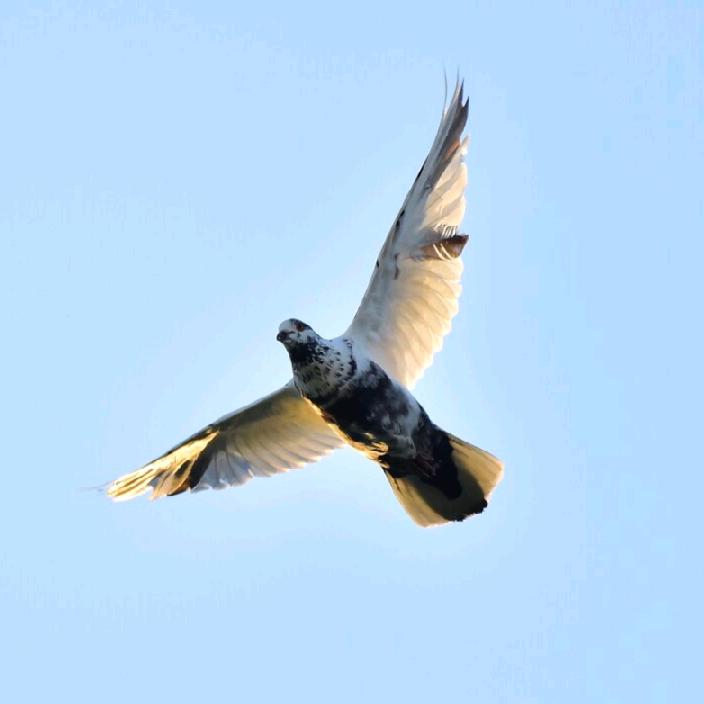 八朝鸽舍-祥冠系