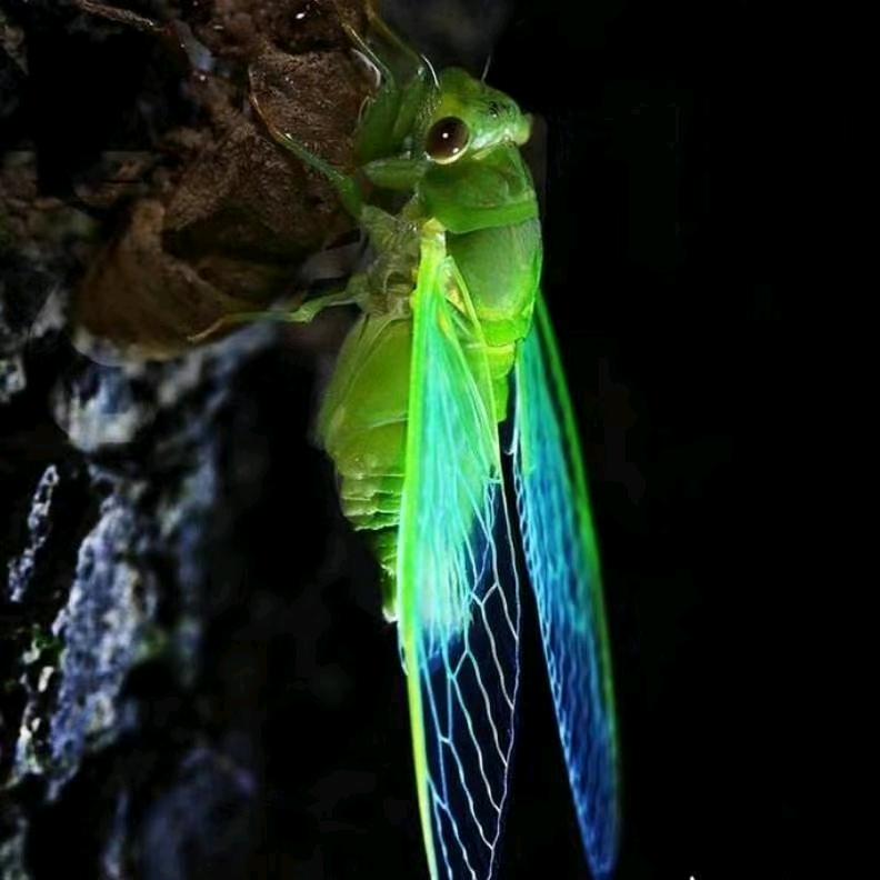 听风的蝉· ⁸¹⁸