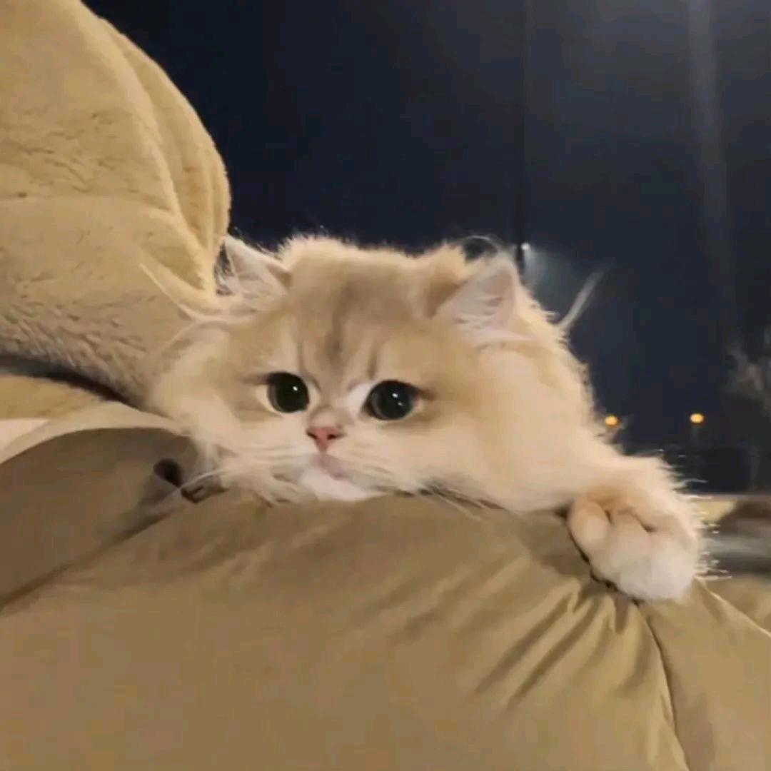 王王仙贝