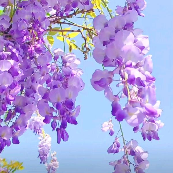 花🌸世界