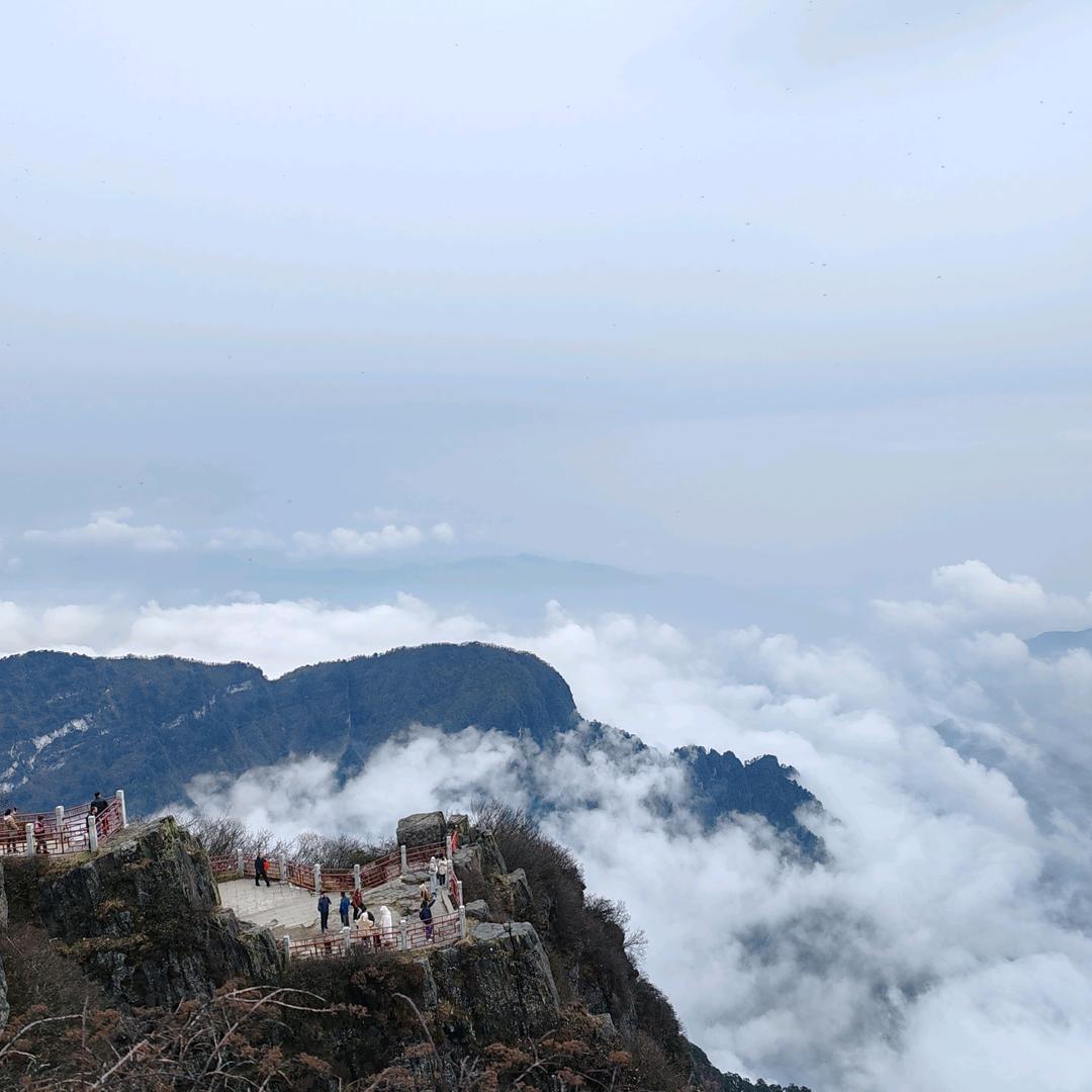 鸟隨鸾凤腾飞远