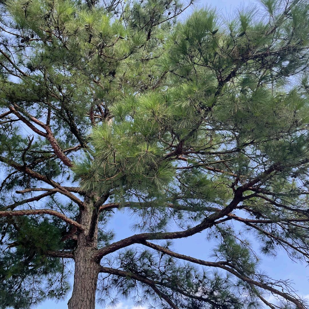 福  