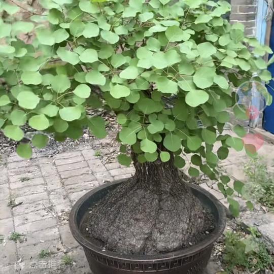 🥀এ᭄南漳ꦿ贵哥ഒᩚ࿐