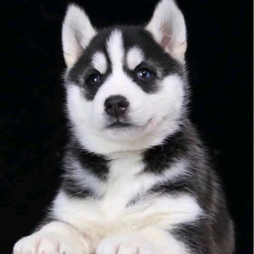 名犬名猫销售-张伟