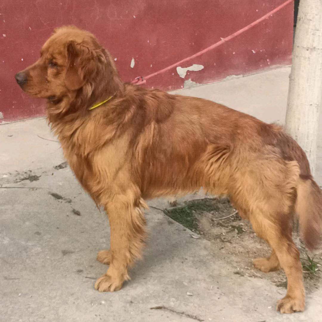 李大少爷