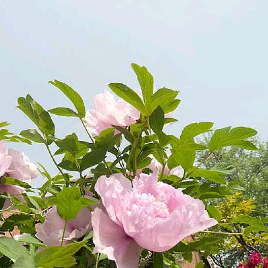 &唯美娱乐