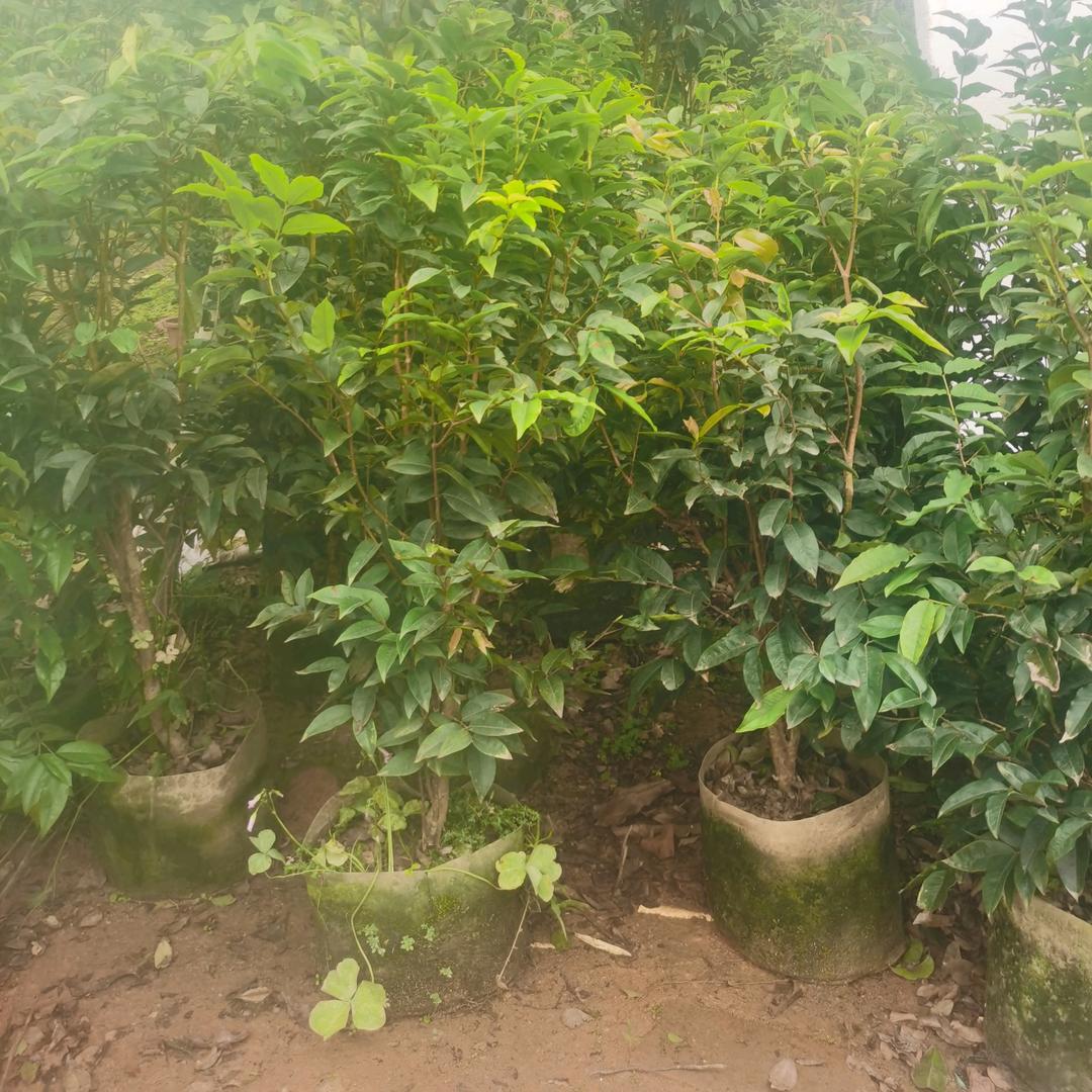 盈羽果树苗木专营店