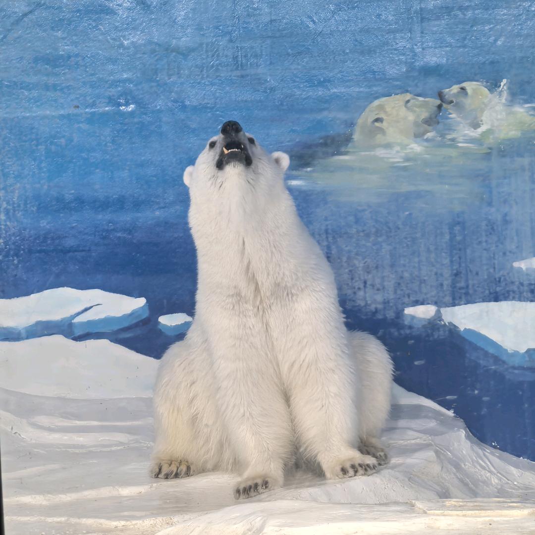 最后的人🚶🏻‍♂️