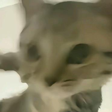 阳光纯情猫猫帝企鹅