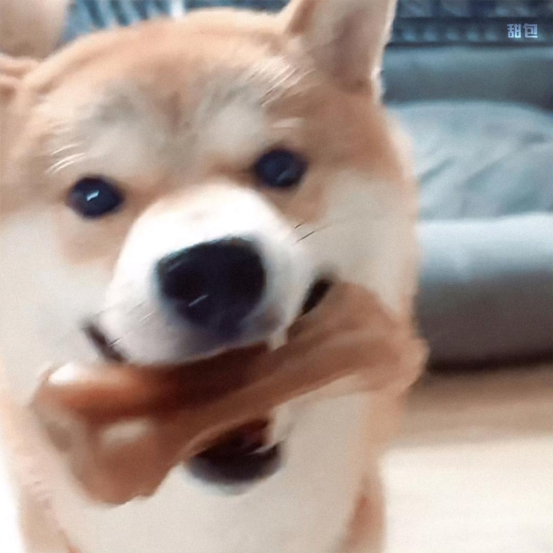 小柴火ฅ◝ ᴗ ◜ฅ