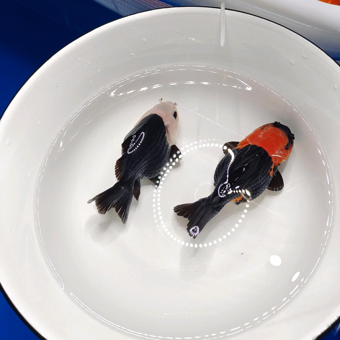 多美多金鱼