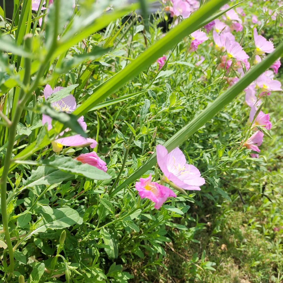 三月桃花