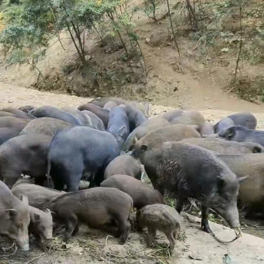 丰腾生态养殖跑山猪