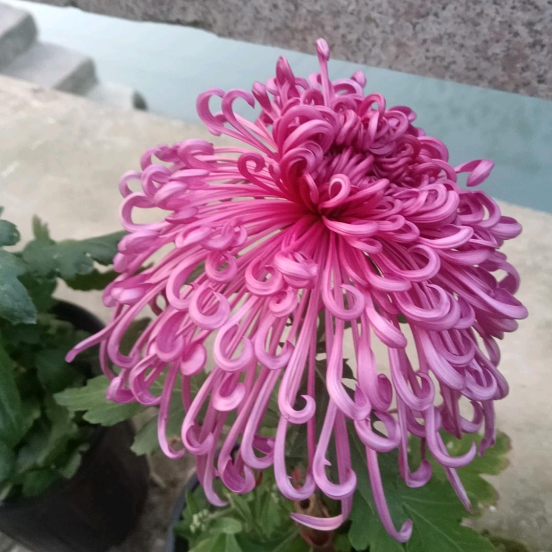 吴江八坼菊园