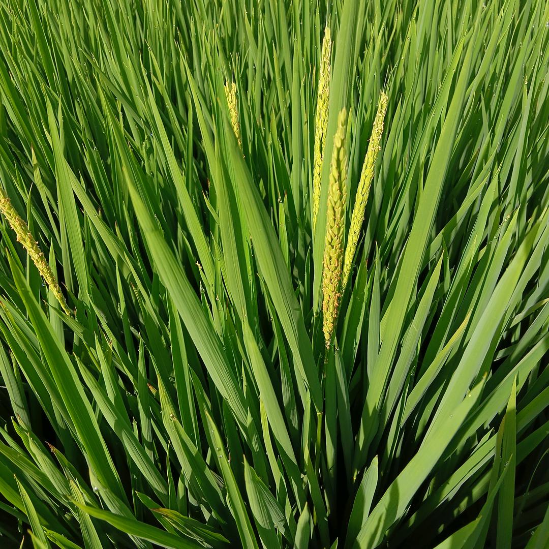 军哥🌾农村🌾犁人🌾