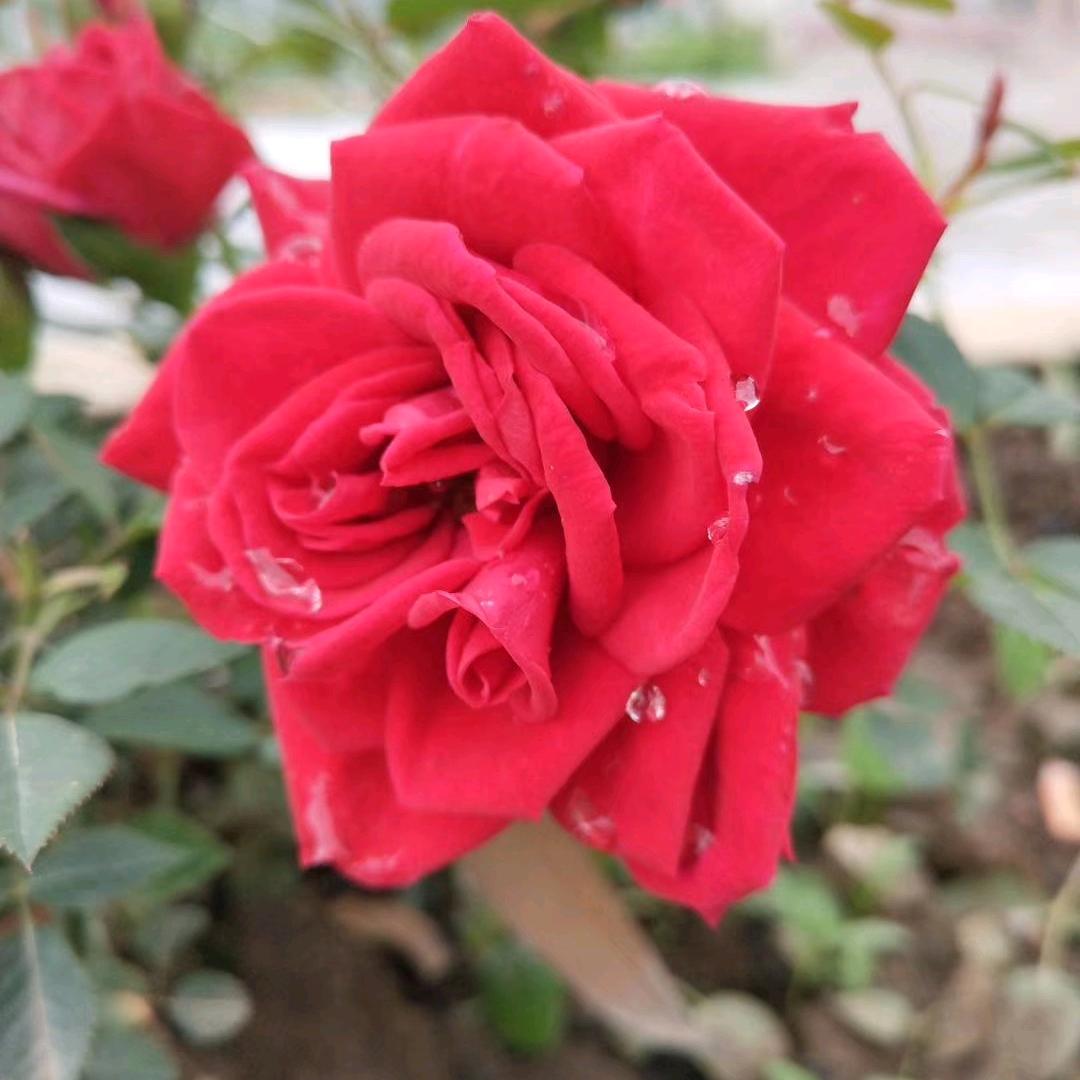 🥀এ᭄累了ꦿ谁💔疼ོ࿐ᩚ