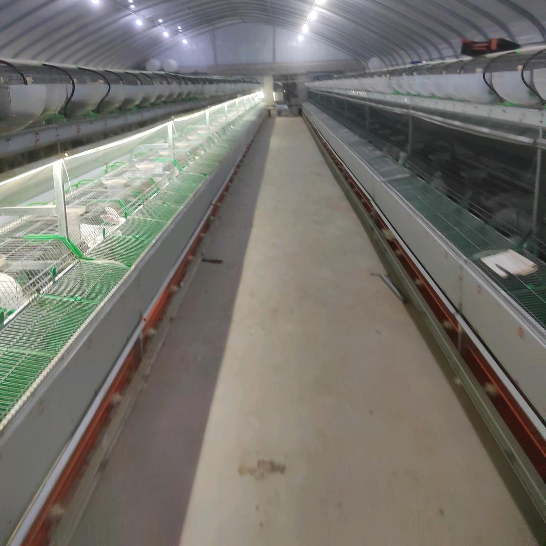 《龍哥》博奕肉兔养殖场