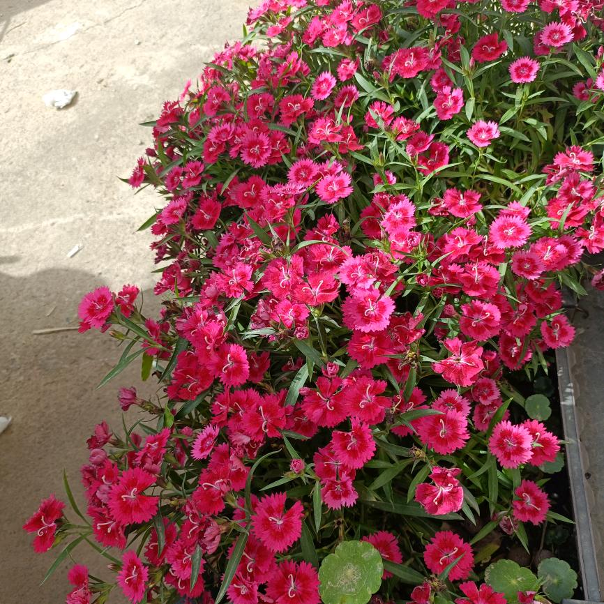 🌹🌹🌹钱钱