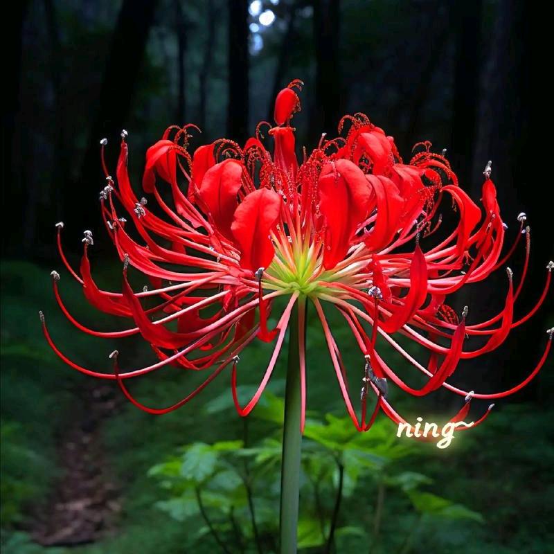 ꧁꫞苏红梅꫞꧂