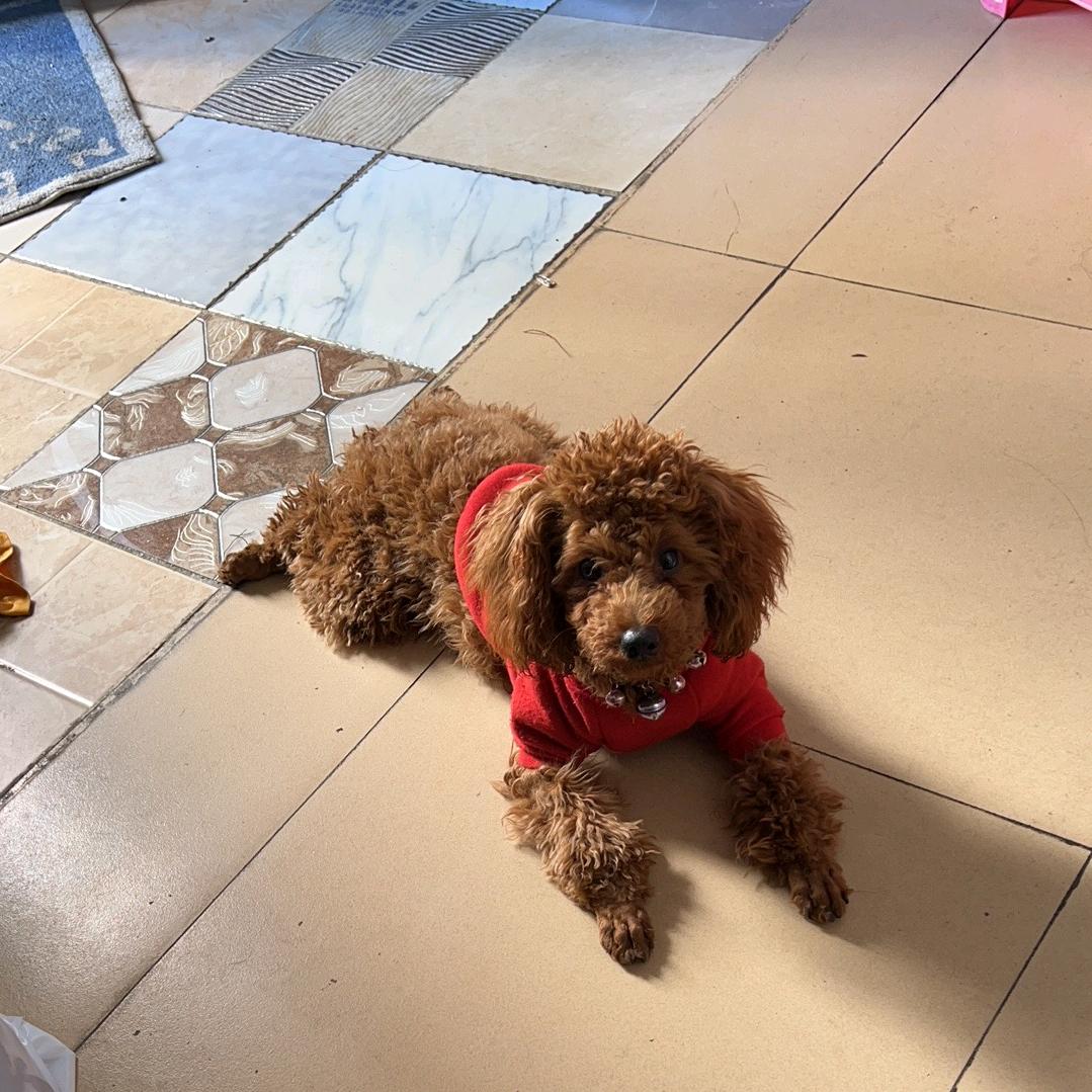 缺钙的慢羊羊🐑