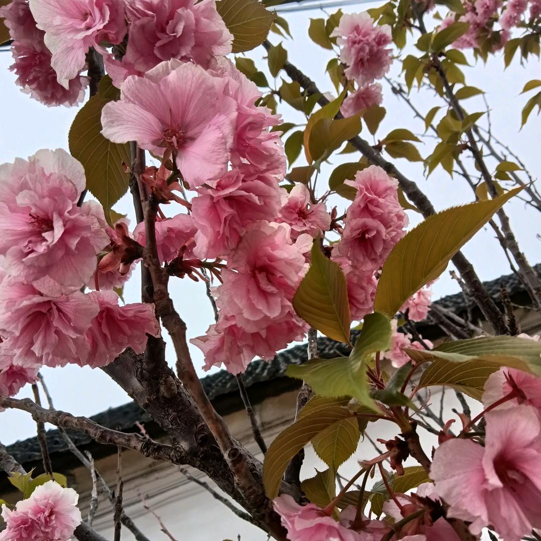 服装秀（小号晚上8点直播