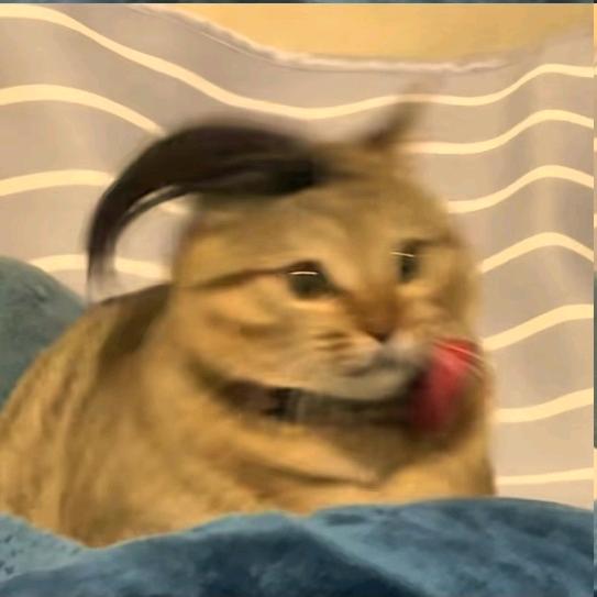 曼波十五世