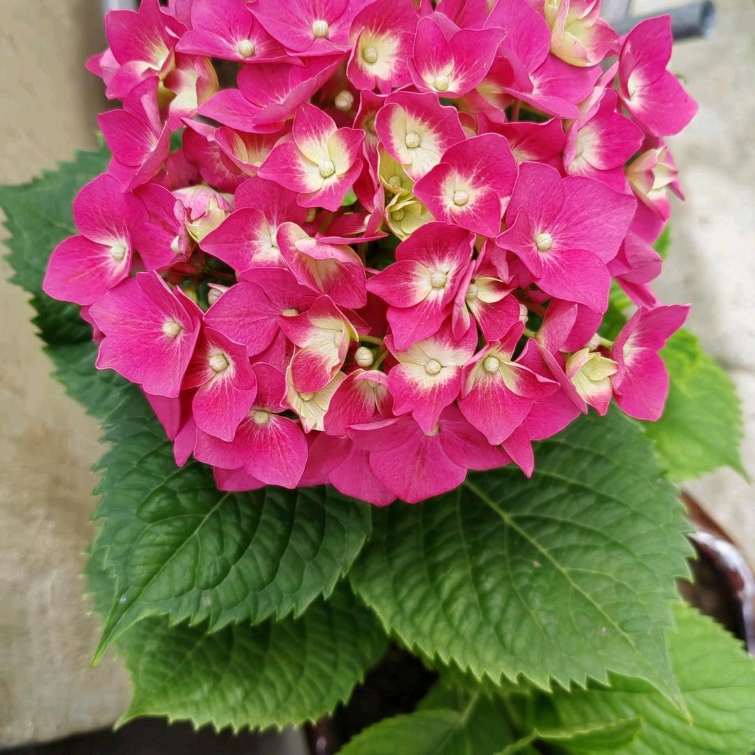 冰心玉洁