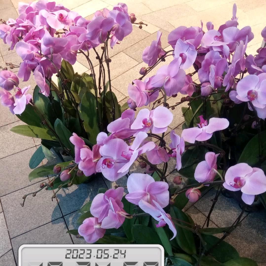 意甲足球赛事（现场直播）