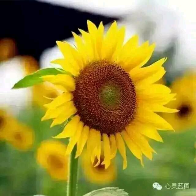 带刺的太阳🌸