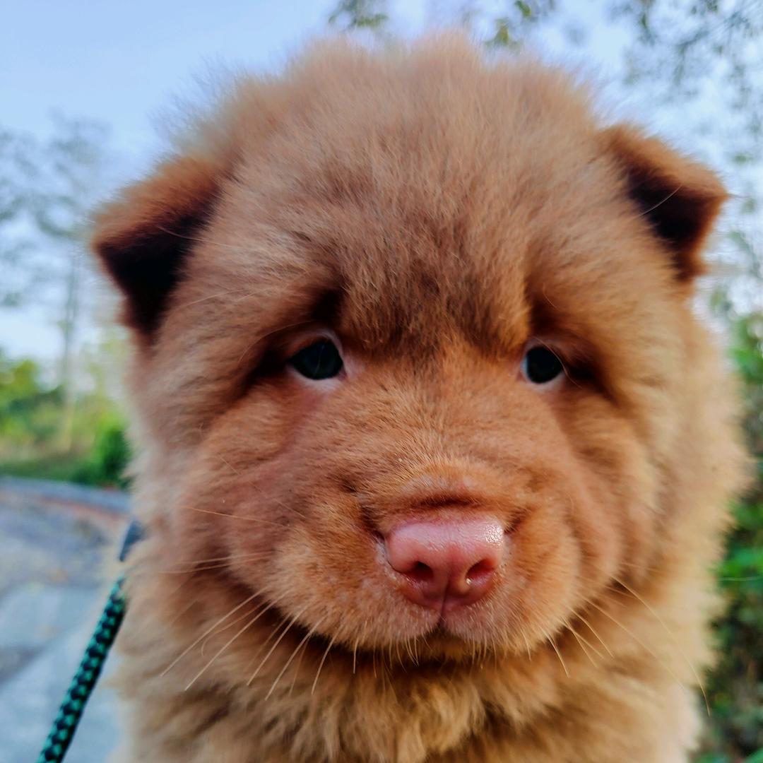 广西田园犬