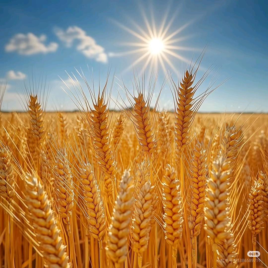 প꯭᨞兜兜🌾有米ོ࿐