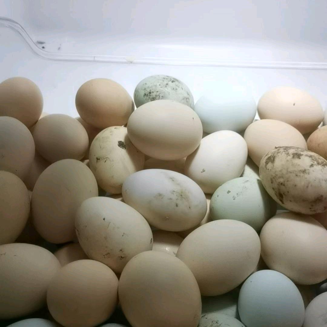 蛋蛋