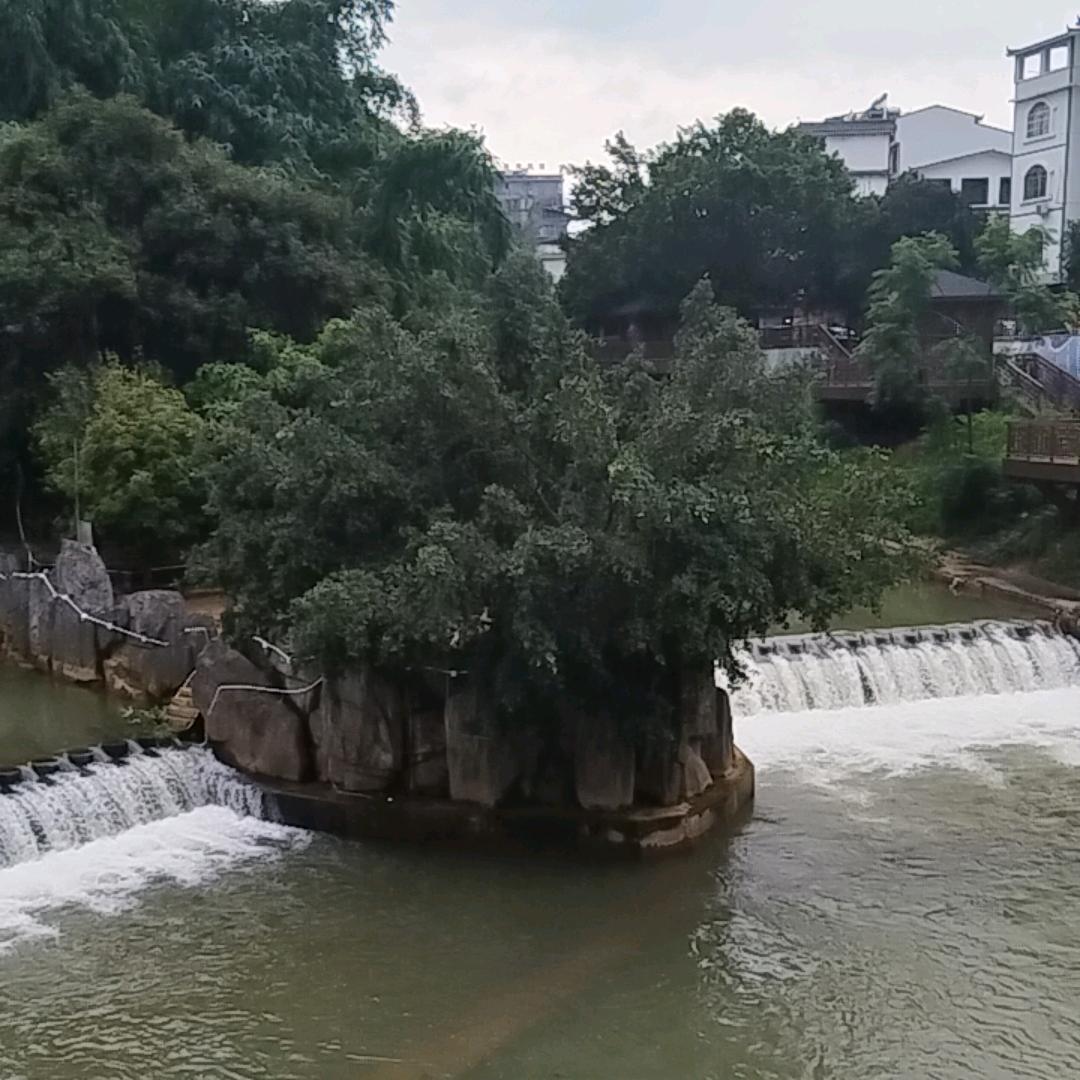 青松
