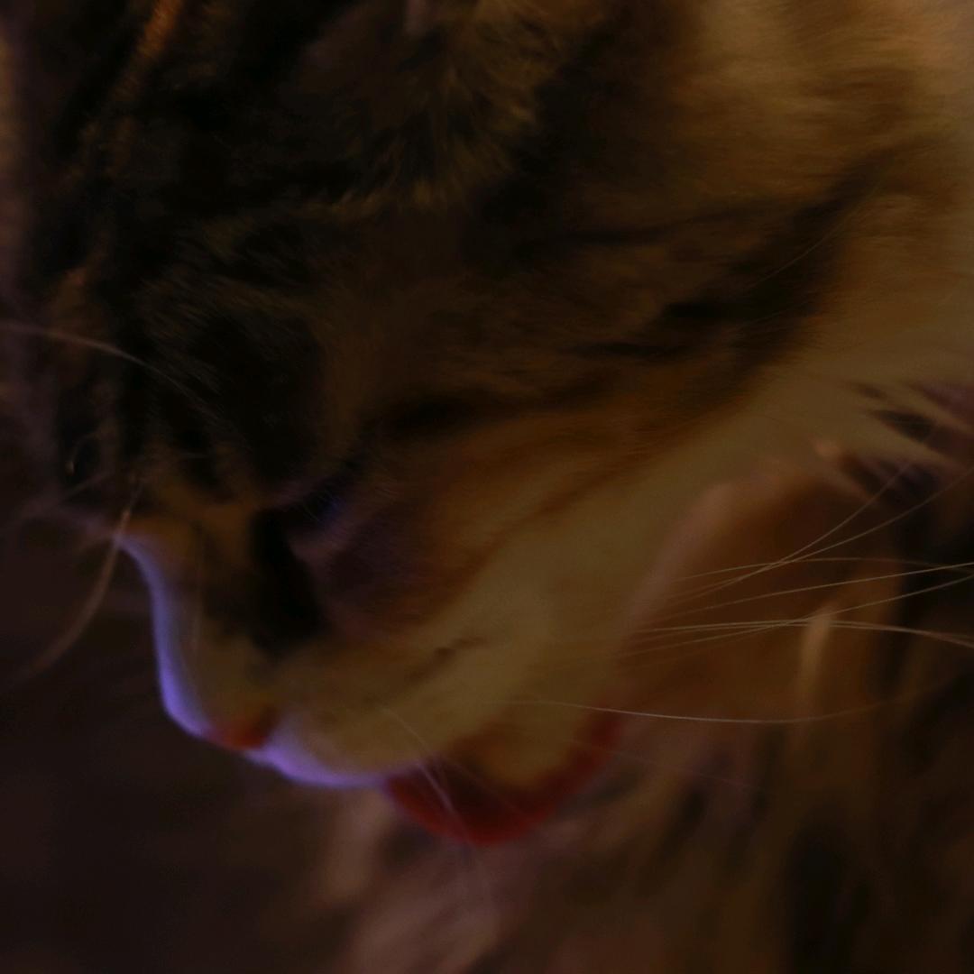 COCO猫咖