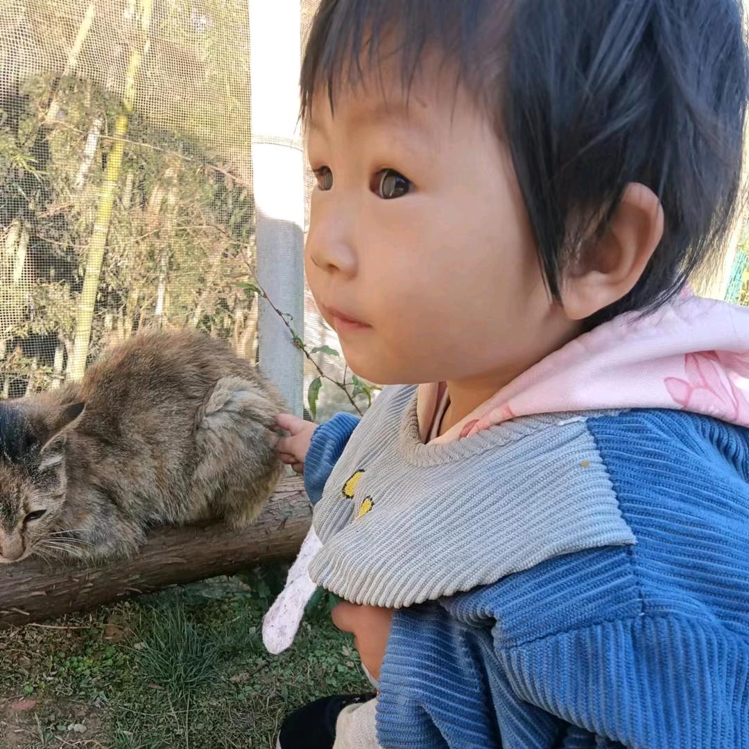梓