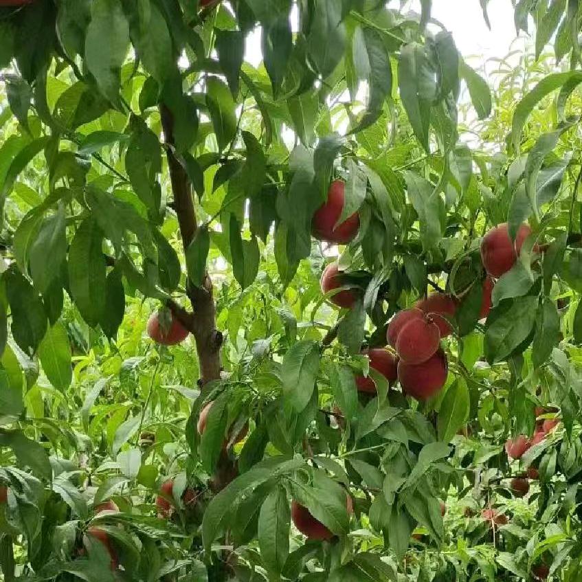 黑龙江大米稻花香