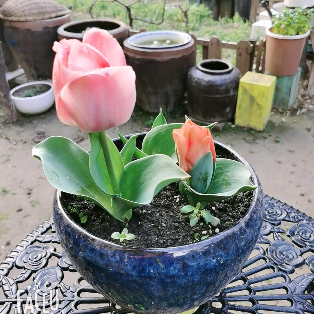 紫藤（拒绝私聊）