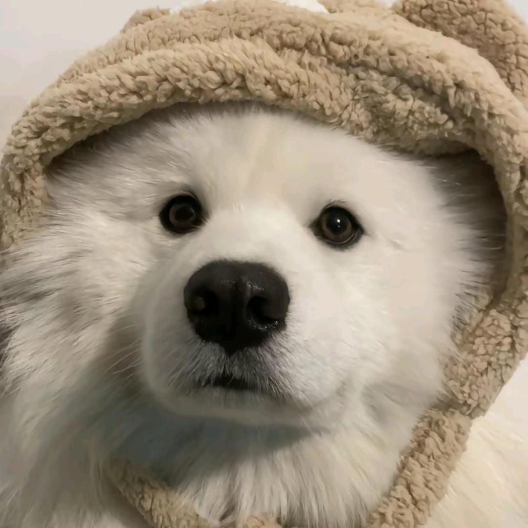 偶尔也会发呆