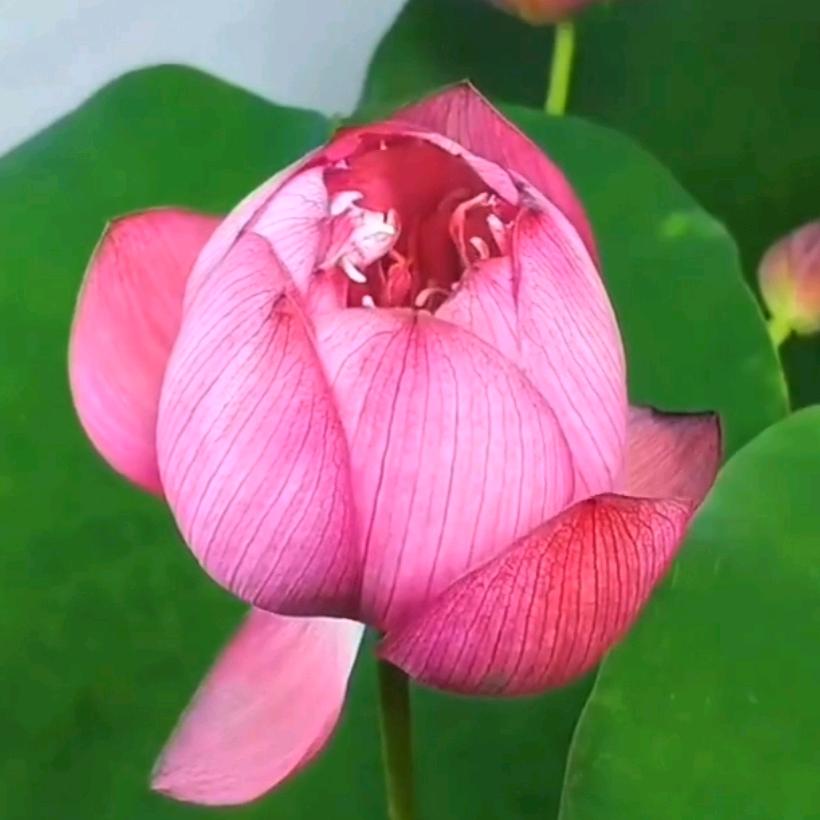 平安四季
