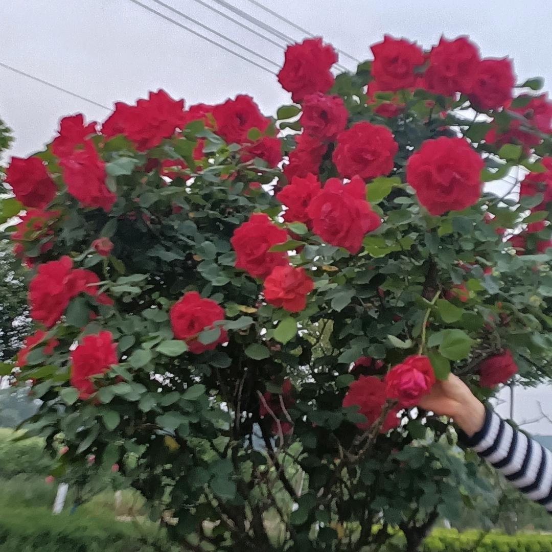 平凡
