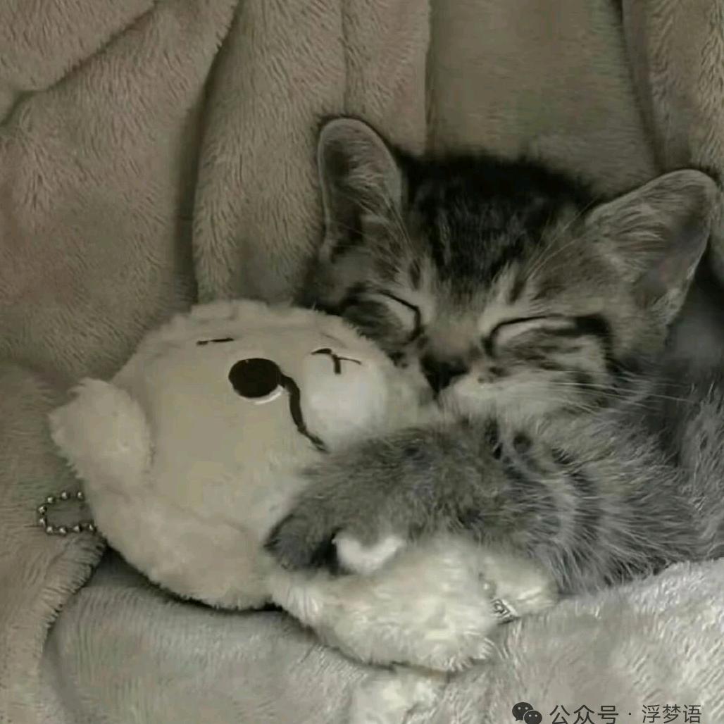 这只在钓星星的小猫叫元宝✨