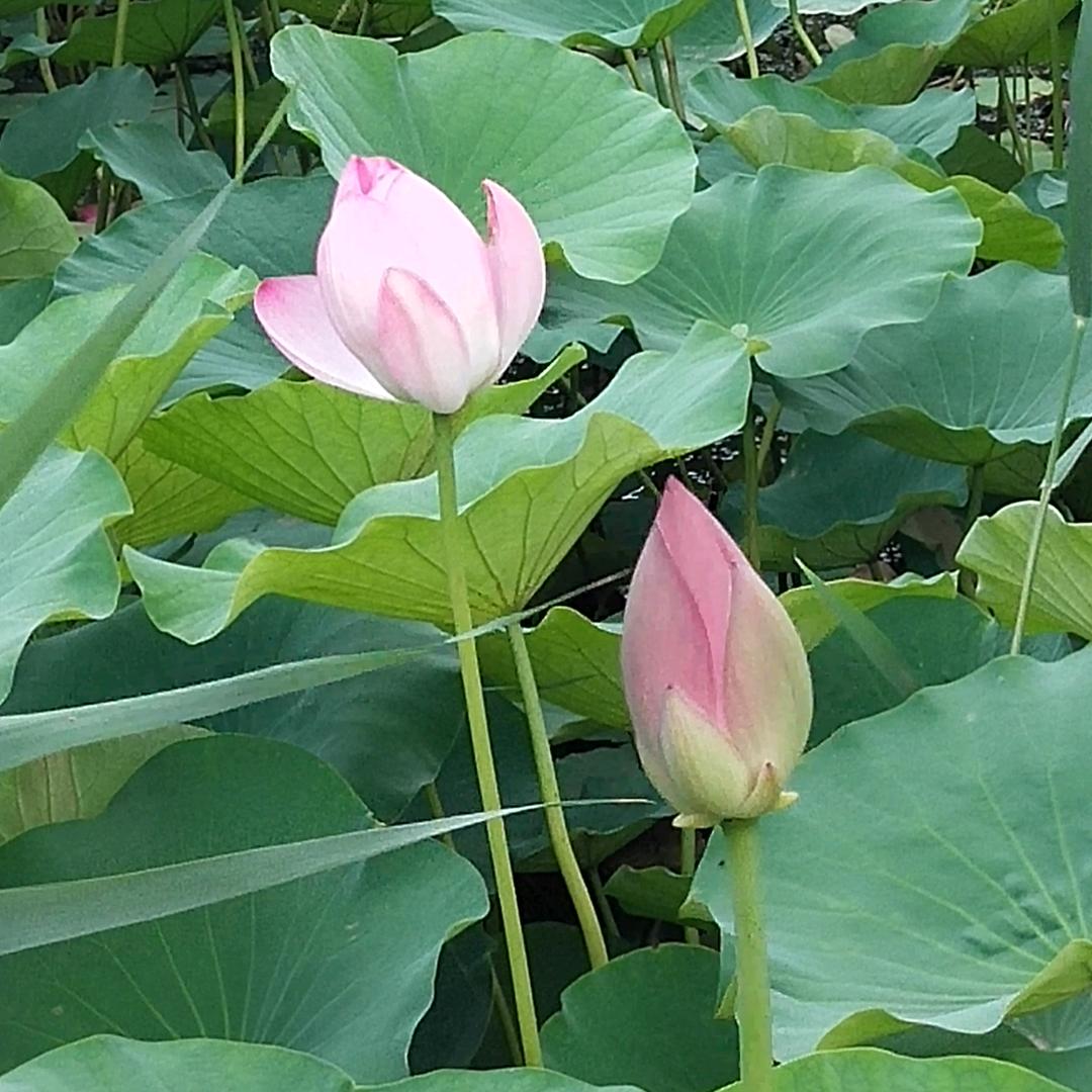 信愿