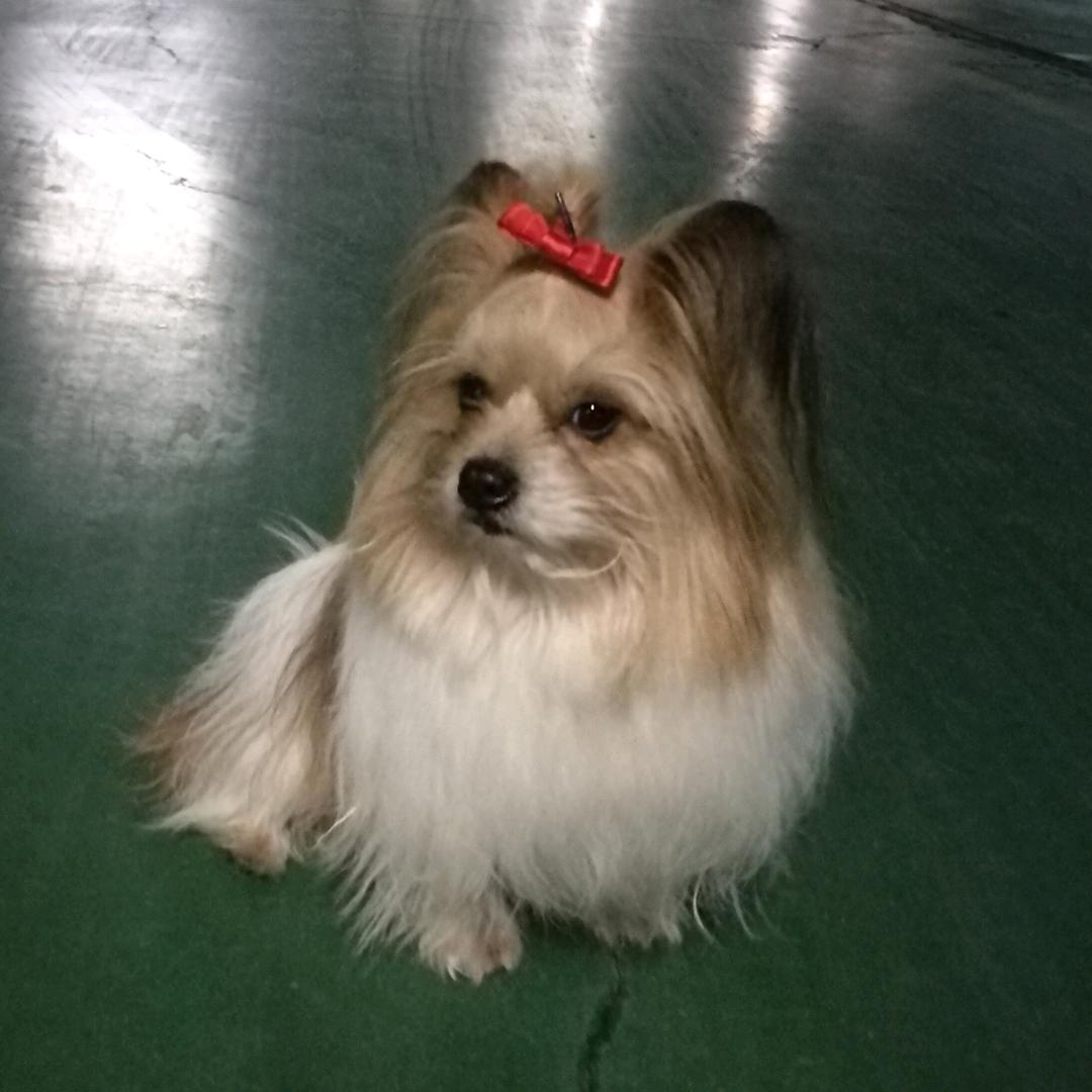 朱来来