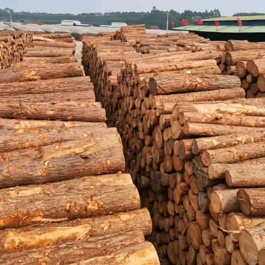 长期大量收购松木原木